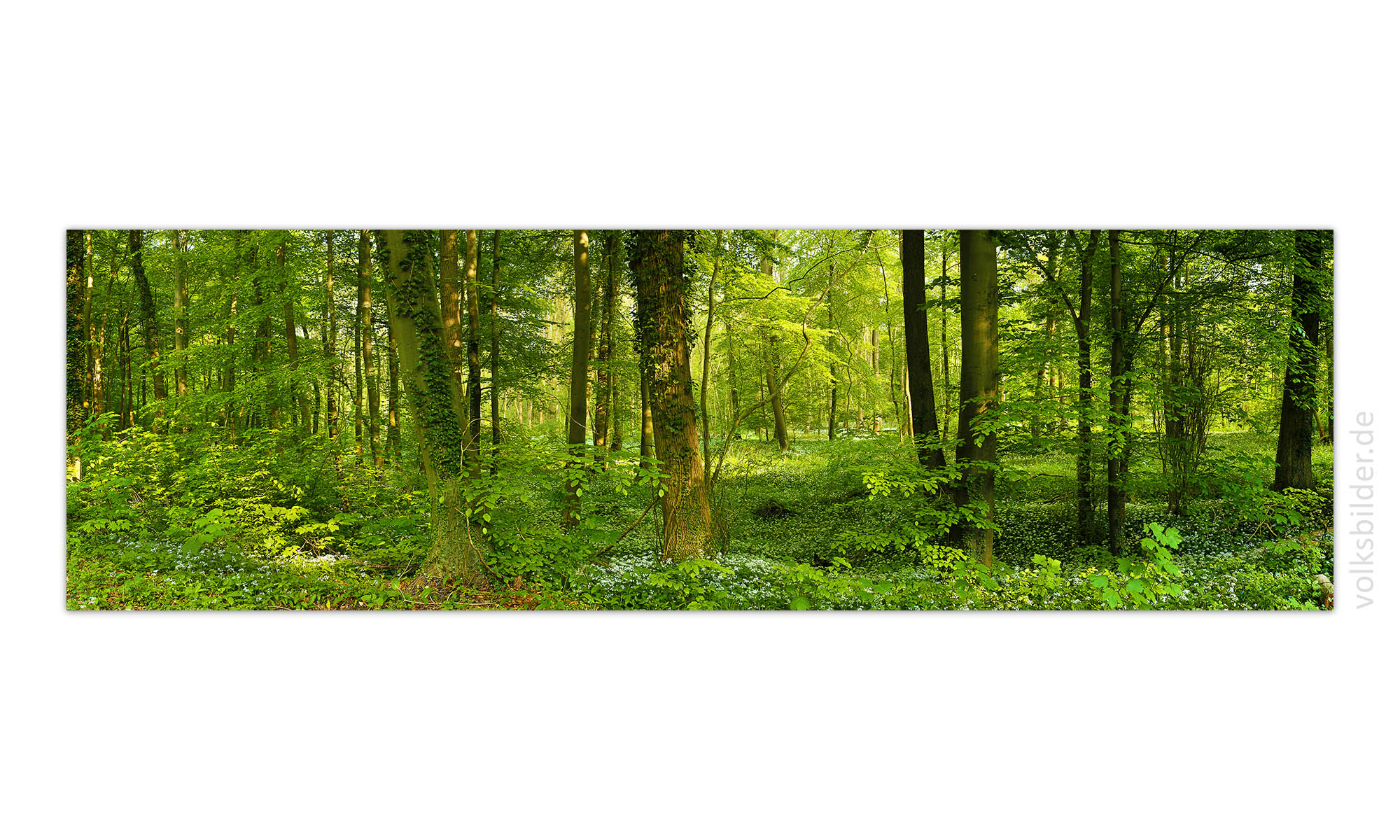 Ein langes, großes Panorama-Wandbild. Es zeigt einen Auwald im Frühling. Das Laub der Bäume ist leuchtend hellgrün und der Waldboden ist mit weiß blühendem Bärlauch bedeckt.  