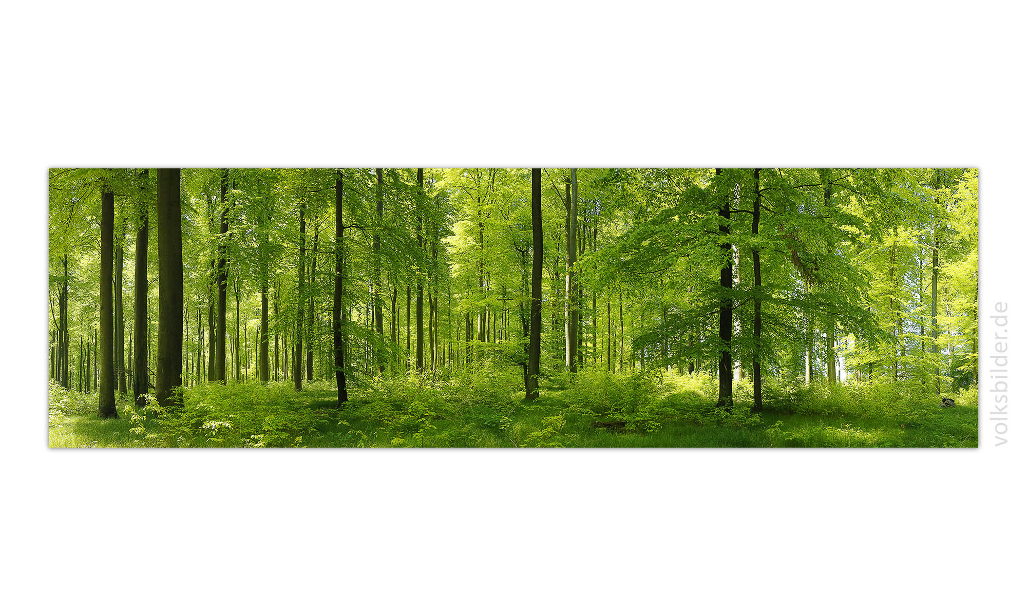 Ein langes, großes Panorama-Wandbild. Es zeigt einen Buchenwald im Frühjahr mit alten und jungen Bäumen. Das Laub der Bäume ist leuchtend hellgrün. Der Waldboden ist mit Seegras bedeckt.