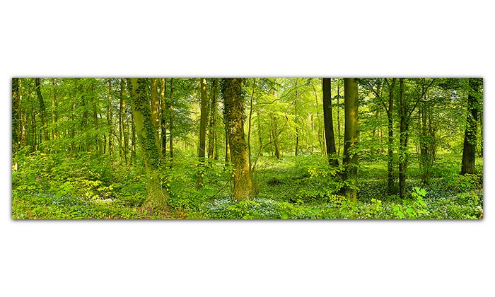 Ein langes, großes Panorama-Wandbild. Es zeigt einen Auwald im Frühling. Das Laub der Bäume ist leuchtend hellgrün und der Waldboden ist mit weiß blühendem Bärlauch bedeckt.  