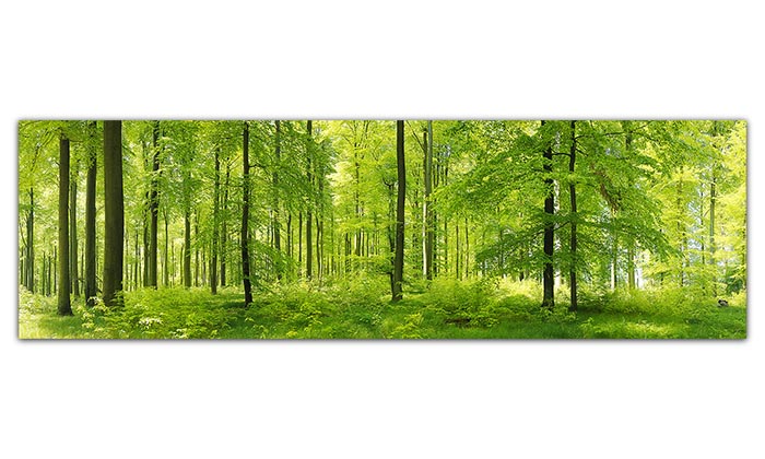 Ein langes, großes Panorama-Wandbild. Es zeigt einen Buchenwald im Frühjahr mit alten und jungen Bäumen. Das Laub der Bäume ist leuchtend hellgrün. Der Waldboden ist mit Seegras bedeckt.
