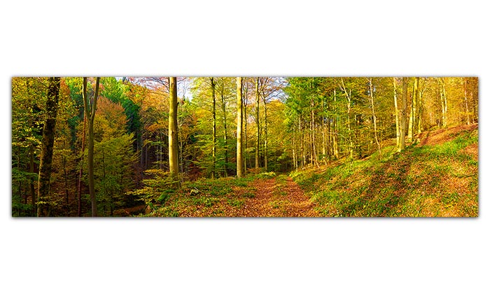 Ein langes, großes Panorama-Wandbild. Es zeigt den herbstlich bunten Wald bei Edenkoben in Rheinland-Pfalz.